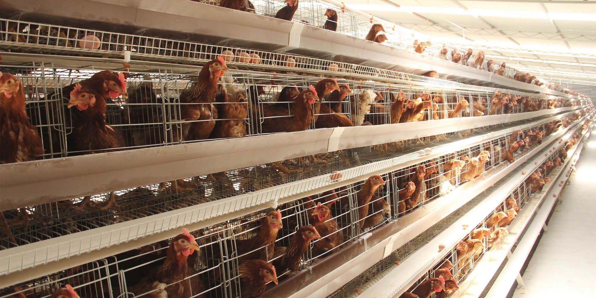 Layer hens in GEVO H-type battery cages